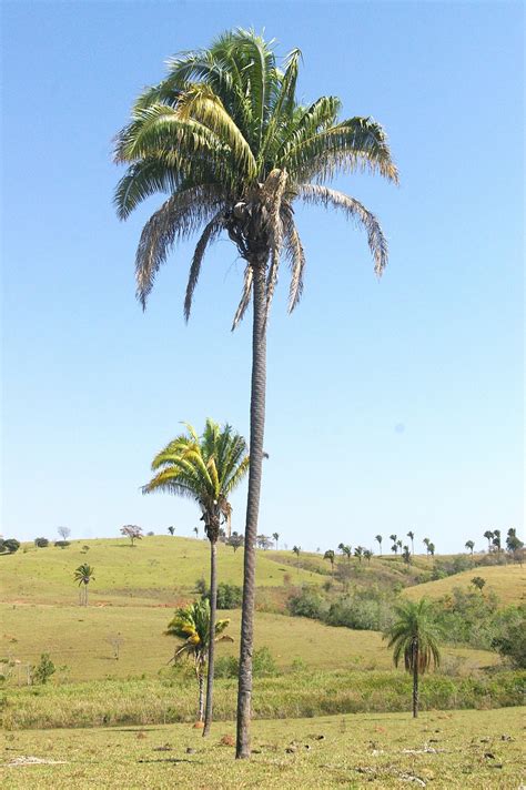 attalea speciosa mart